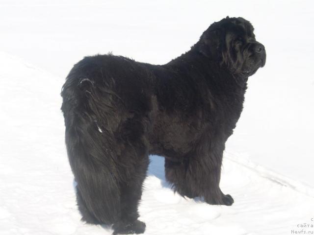 Фото: ньюфаундленд Ярада из Сибирской Глубинки (Yarada iz Sibirskoy Glubinki)