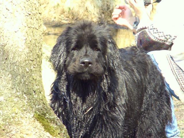 Фото: ньюфаундленд Лесная Сказка Лунная Соната