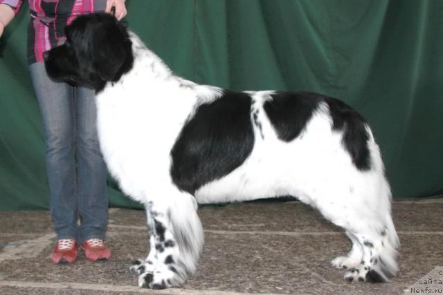 Фото: ньюфаундленд Плюшевая Панда Ла Белла