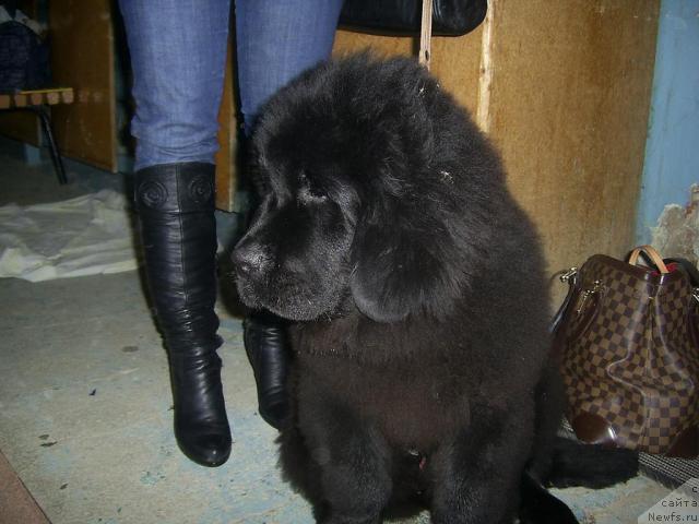 Фотография № 39603