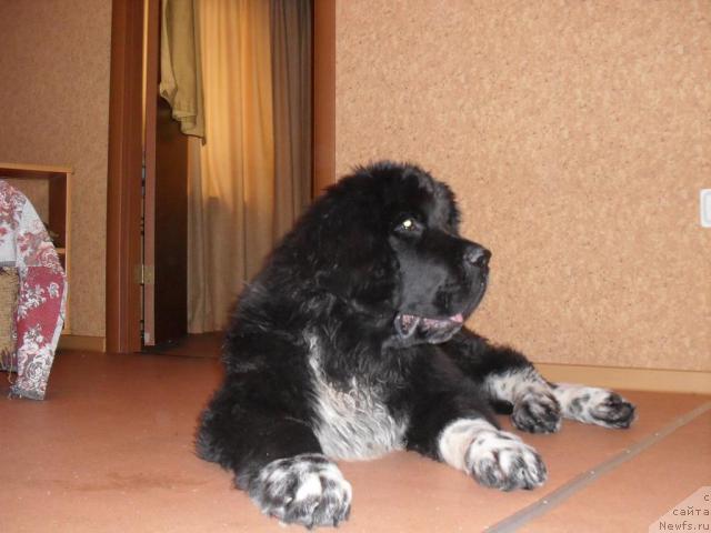 Фото: ньюфаундленд Пчёлкин Дом Гранд Геркулес