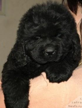 Фото: ньюфаундленд Pacula Almas-Alana