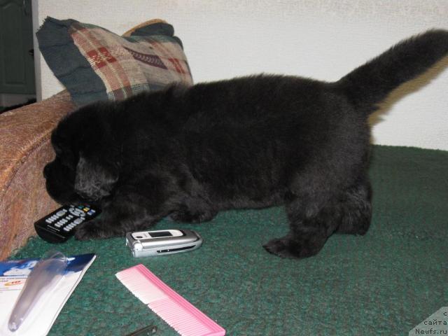 Фото: щенок Мэджи и Зорро