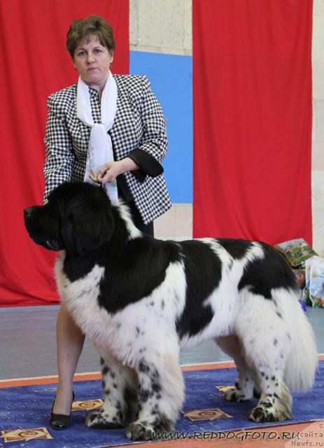 Фото: ньюфаундленд Супер Бизон Айсберг (Super Bizon Aisberg)