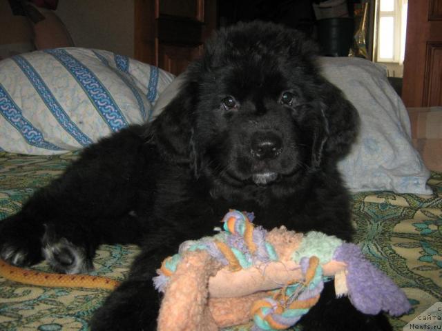 Фото: ньюфаундленд Юнона