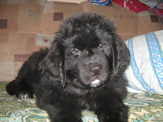 Фото: ньюфаундленд Юнона