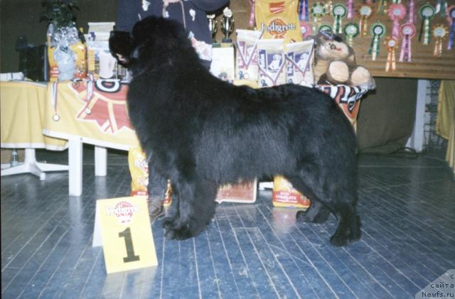 Фото: ньюфаундленд Денвер из Медвежьего Яра (Denver iz Medvejyego Yara)