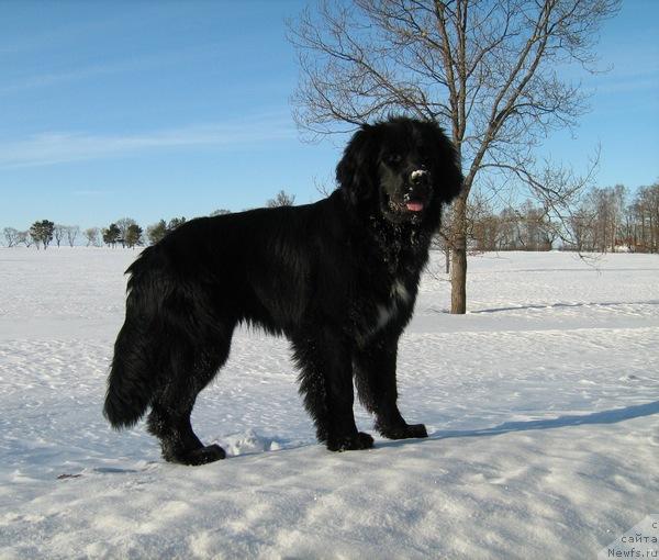 Фото: ньюфаундленд Питерньюф Пепси Кола (Piternyuf Pepsi Cola)