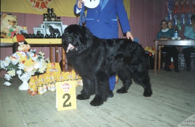 Фото: ньюфаундленд Зевс из Медвежьего Яра