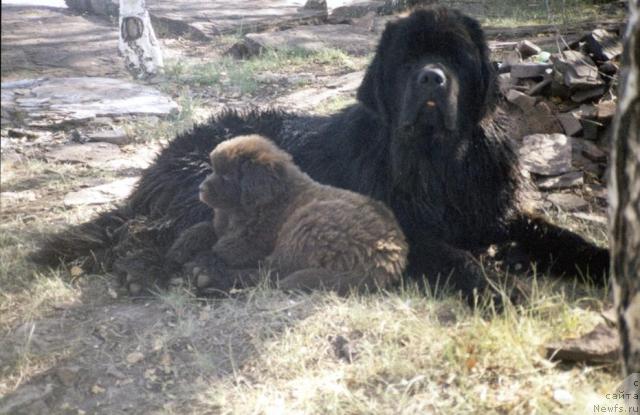 Фото: ньюфаундленд Зевс из Медвежьего Яра, ньюфаундленд Ласточка из Медвежьего Яра (Lastochka iz Medvejyego Yara)