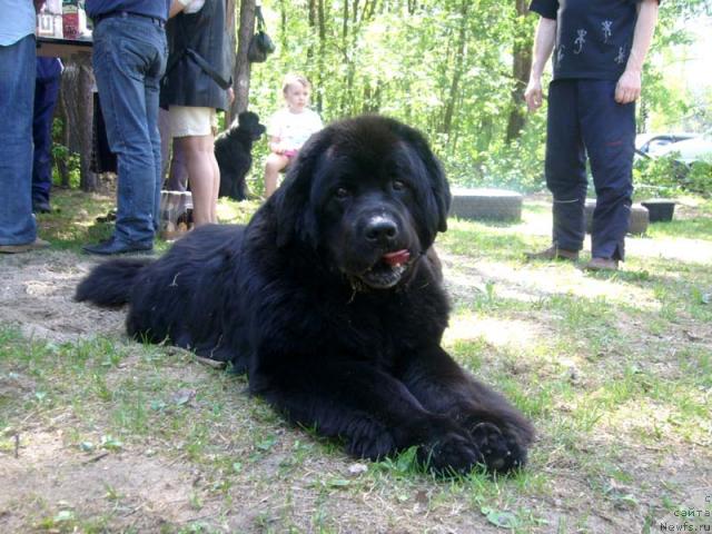 Фото: ньюфаундленд Акванавт из Тихого Омута (Akvanavt iz Tihogo Omuta)