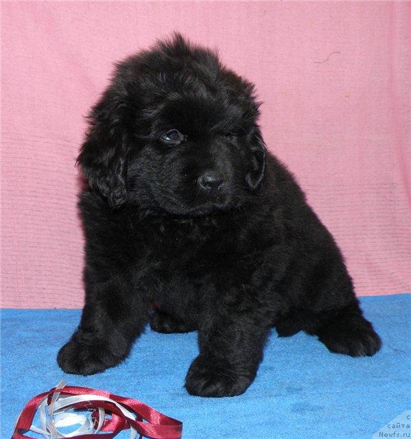 Фото: ньюфаундленд Фанньюф Ультра Мега Супер Герл (Funnewf Ultra Mega Super Girl)