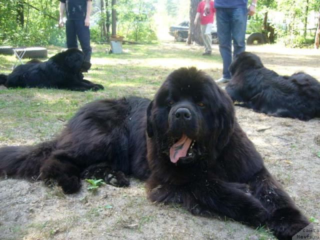 Фото: ньюфаундленд Армани Империал