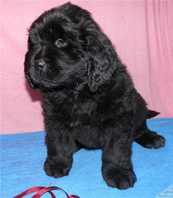 Фото: ньюфаундленд Фанньюф Улетная Девчонка (Funnewf Uletnaya Devchenka)