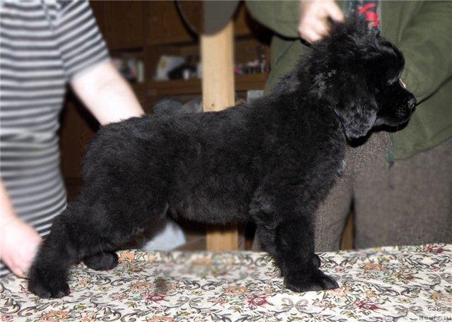 Фото: ньюфаундленд Фанньюф Удалец Молодец