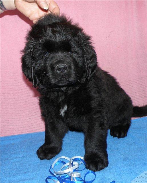 Фото: ньюфаундленд Фанньюф Удалец Молодец