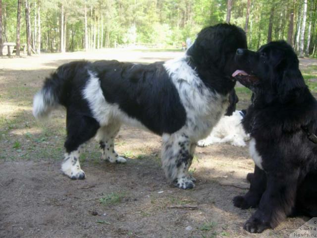 Фото: ньюфаундленд Супер Бизон Анталия, ньюфаундленд Плюшевая Панда Диланд (Plushevaya Panda Diland)