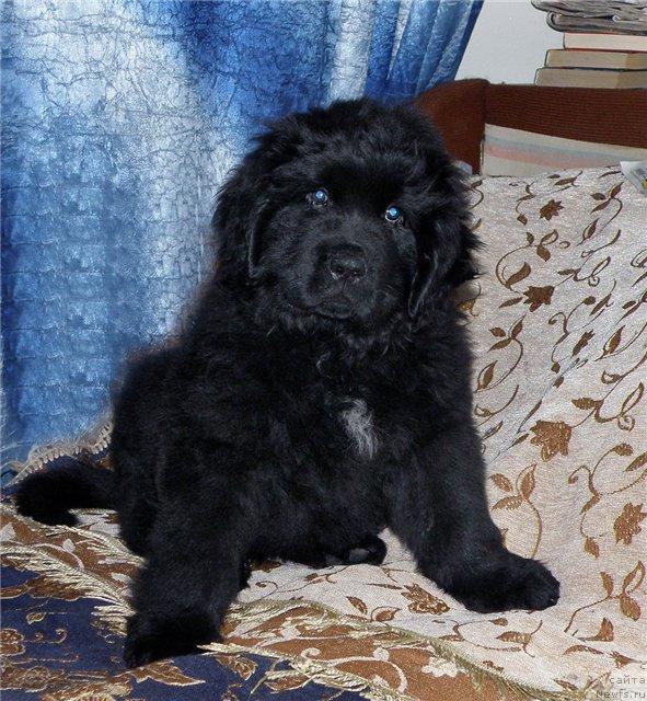 Фото: ньюфаундленд Фанньюф Удалец Молодец