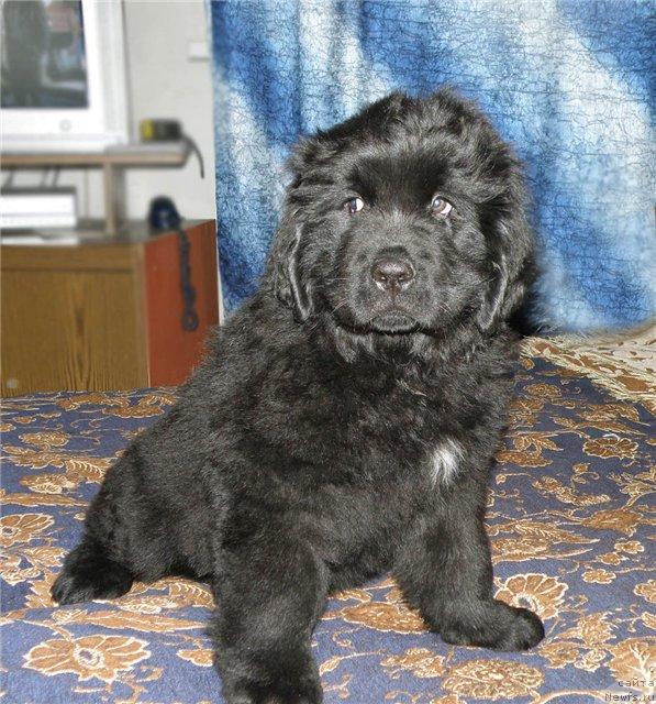 Фотография № 39682