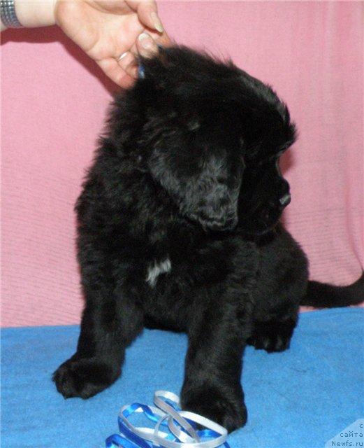 Фото: ньюфаундленд Фанньюф Удалец Молодец