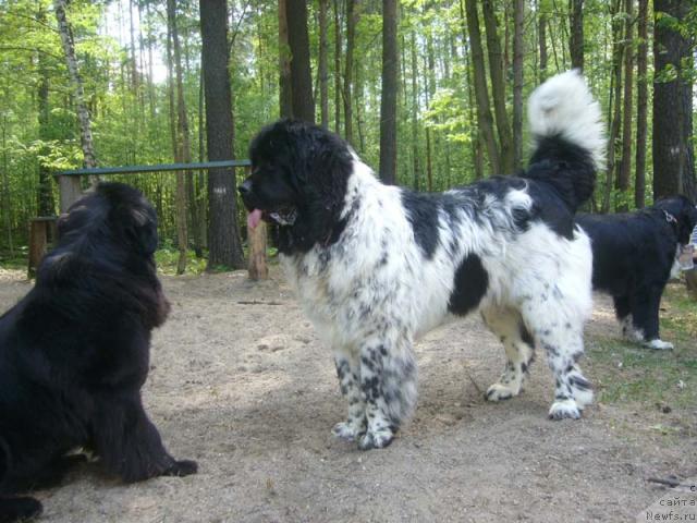 Фото: ньюфаундленд Супер Бизон Анталия, ньюфаундленд Плюшевая Панда Диланд (Plushevaya Panda Diland)