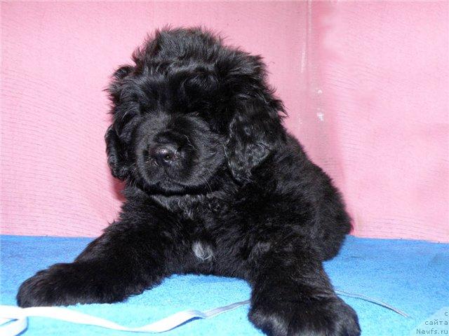 Фото: ньюфаундленд Фанньюф Удачный Шалопай