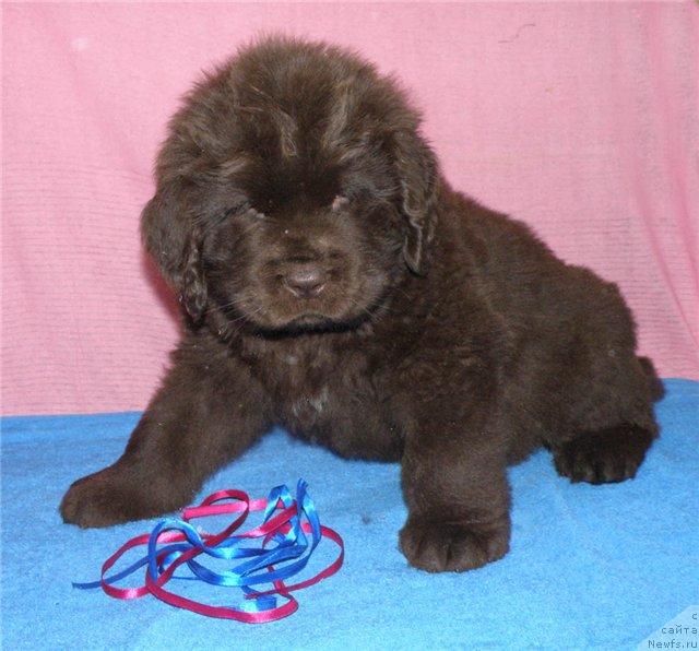 Фото: ньюфаундленд Фанньюф Ура Я с Вами