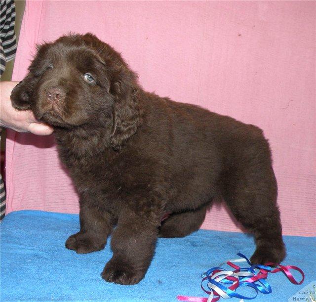 Фото: ньюфаундленд Фанньюф Успех в Шоколаде