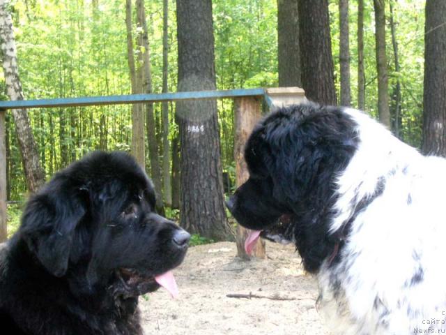 Фото: ньюфаундленд Супер Бизон Анталия, ньюфаундленд Плюшевая Панда Диланд (Plushevaya Panda Diland)