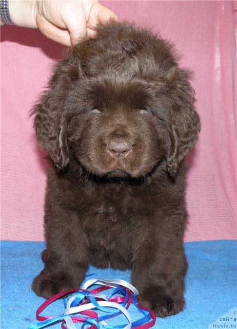 Фотография № 39702