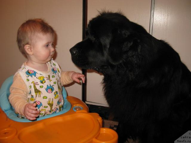 Фото: ньюфаундленд Азазель Нежный Цветок