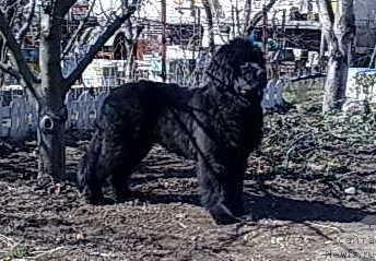 Фото: ньюфаундленд Загадка Доминика Кара Дениз (Zagadka Dominika Kara Deniz)