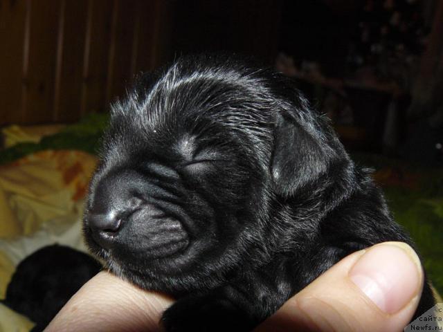 Фото: ньюфаундленд Пчёлкин Дом Дикая Орхидея (Pchiolkin Dom Dikaya Orhideya)