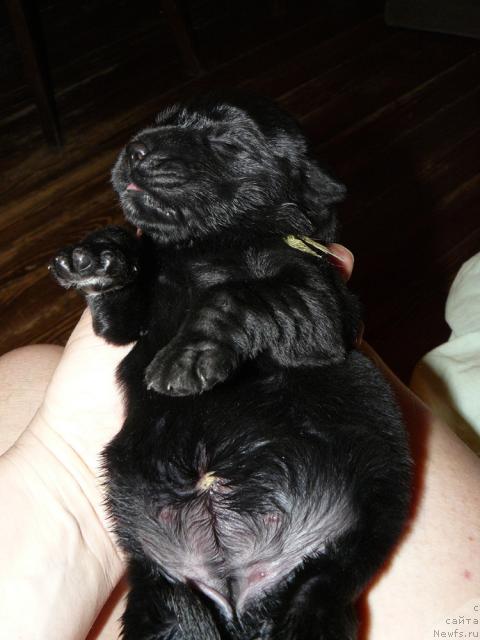 Фото: ньюфаундленд Пчёлкин Дом Дикая Орхидея (Pchiolkin Dom Dikaya Orhideya)