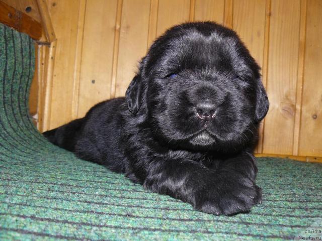 Фото: ньюфаундленд Пчёлкин Дом Дикая Орхидея (Pchiolkin Dom Dikaya Orhideya)