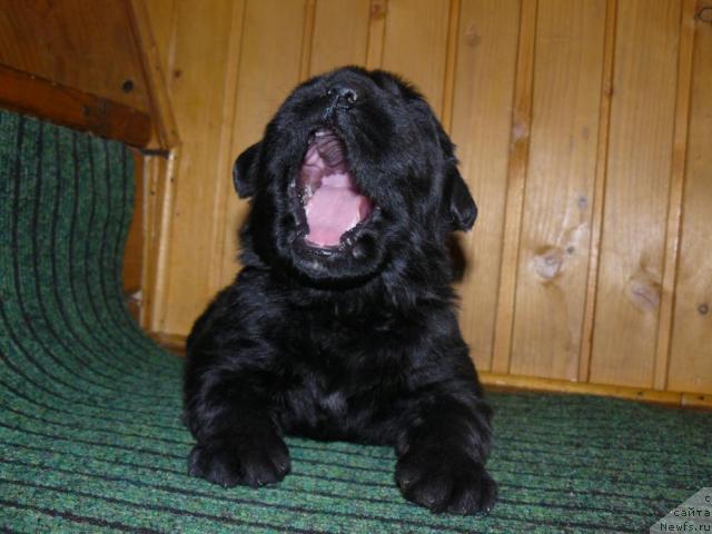 Фото: ньюфаундленд Пчёлкин Дом Дикая Орхидея (Pchiolkin Dom Dikaya Orhideya)