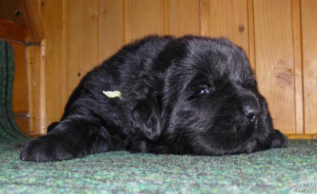 Фото: ньюфаундленд Пчёлкин Дом Дикая Орхидея (Pchiolkin Dom Dikaya Orhideya)