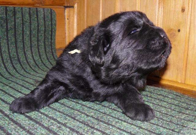 Фото: ньюфаундленд Пчёлкин Дом Дикая Орхидея (Pchiolkin Dom Dikaya Orhideya)