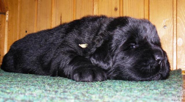 Фото: ньюфаундленд Пчёлкин Дом Дикая Орхидея (Pchiolkin Dom Dikaya Orhideya)