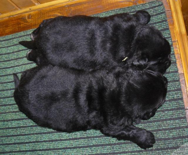 Фото: ньюфаундленд Пчёлкин Дом Дафна (Pchiolkin Dom Dafna), ньюфаундленд Пчёлкин Дом Дикая Орхидея (Pchiolkin Dom Dikaya Orhideya)