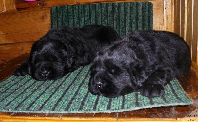 Фото: ньюфаундленд Пчёлкин Дом Дафна (Pchiolkin Dom Dafna), ньюфаундленд Пчёлкин Дом Дикая Орхидея (Pchiolkin Dom Dikaya Orhideya)