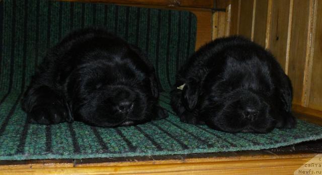 Фото: ньюфаундленд Пчёлкин Дом Дафна (Pchiolkin Dom Dafna), ньюфаундленд Пчёлкин Дом Дикая Орхидея (Pchiolkin Dom Dikaya Orhideya)