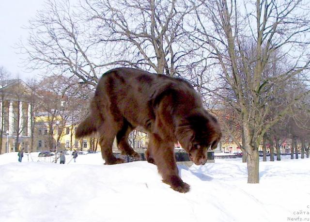 Фото: ньюфаундленд Красота Чистого Золота