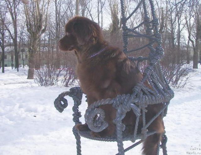 Фото: ньюфаундленд Красота Чистого Золота