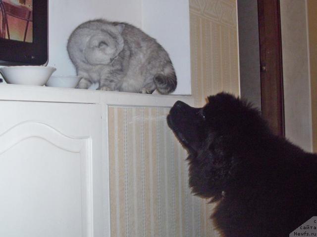 Фото: ньюфаундленд Бегущая по Волнам Ритм энд Блюз, ньюфаундленд Бегущая по Волнам Ритм энд Блюз