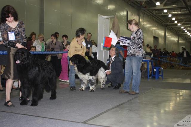 Фото: ньюфаундленд Арх Бьюти Рубикон, ньюфаундленд Даанич Эгоист