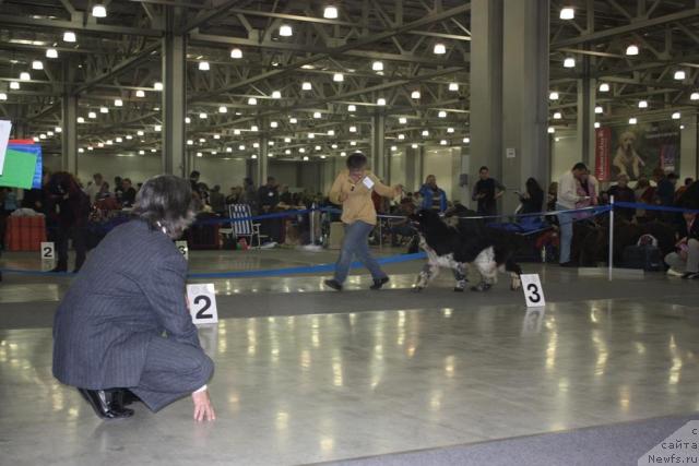 Фото: ньюфаундленд Даанич Эгоист