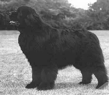 Фото: ньюфаундленд New-Fuur-Land's Block Buster