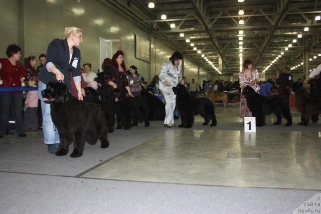 Фото: ньюфаундленд Endowed By Spirit Midnight Bear, ньюфаундленд Fairweathers Rare and Precious, ньюфаундленд King of Helluland Ice Queen, ньюфаундленд Акватория Келвин Импресса (Aquatoriya Kelvin Impressa), ньюфаундленд Акватория Келвин Инспирит Лайф (Aquatoriya Kelvin Inspirit Life)