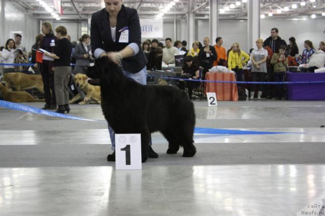 Фото: ньюфаундленд Endowed By Spirit Midnight Bear